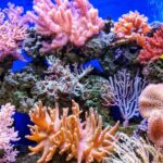 coral reefs esl lesson