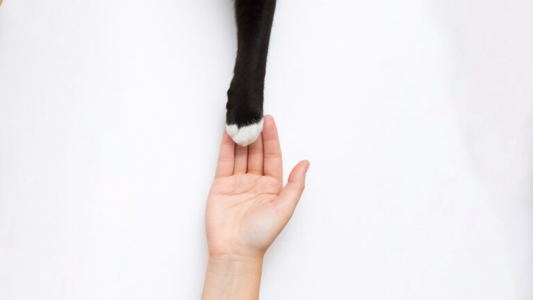 Unusual pets, esl lesson plan, intermediate, b1, betterclass