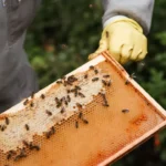 Beekeeper wearing gloves holds a honeycomb frame covered in bees, the cover photo for the B2 lesson on dependence on nature.