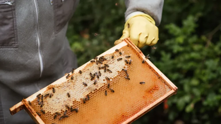 Beekeeper wearing gloves holds a honeycomb frame covered in bees, the cover photo for the B2 lesson on dependence on nature.